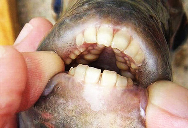 PACU2