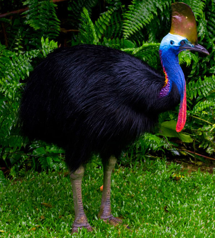 CASSOWARY2