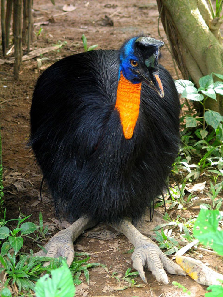 CASSOWARY4