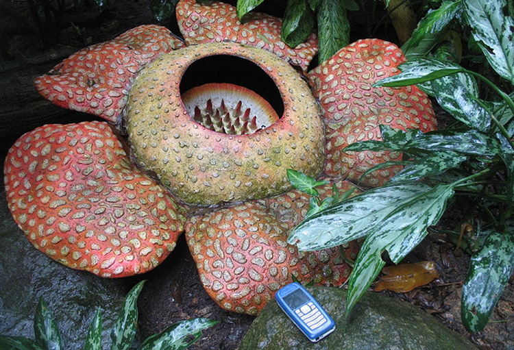 RAFFLESIA_2