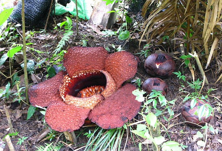 RAFFLESIA_3