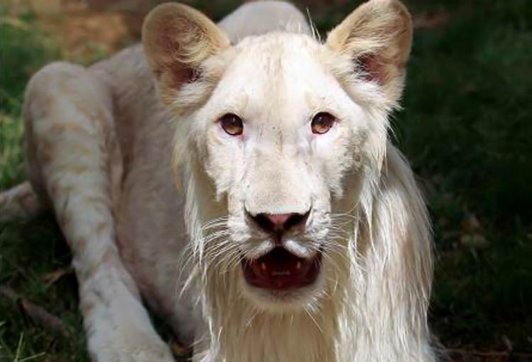 λευκό λιονταράκι
