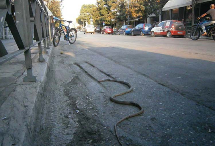 Φίδι στη Λάρισα