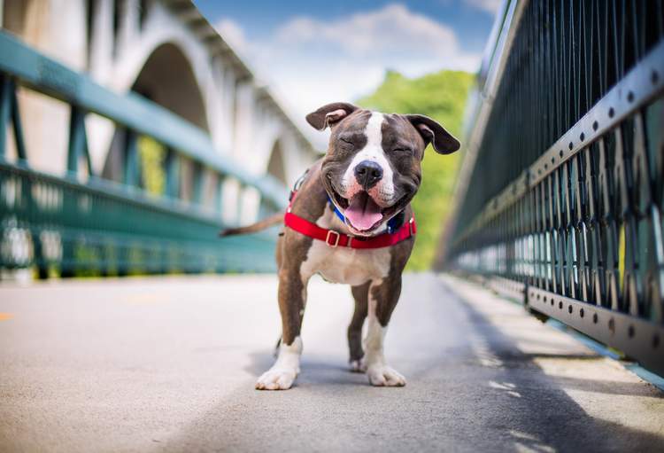 Dog Photographer of the Year