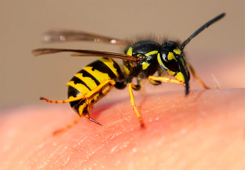 Τσίμπημα σφήκας ή μέλισσας: Τι πρέπει να κάνουμε άμεσα – Πως φεύγει ο πόνος  | TaMeteora.gr